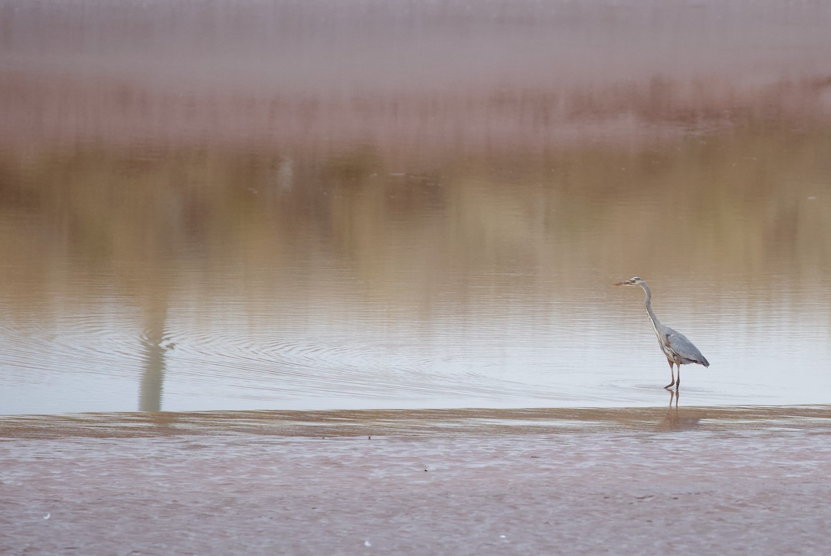 Great Blue Heron - ML643110547