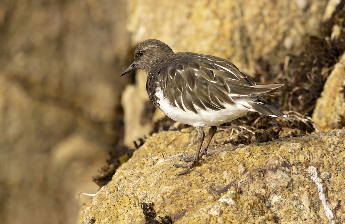 Black Turnstone - ML643110552