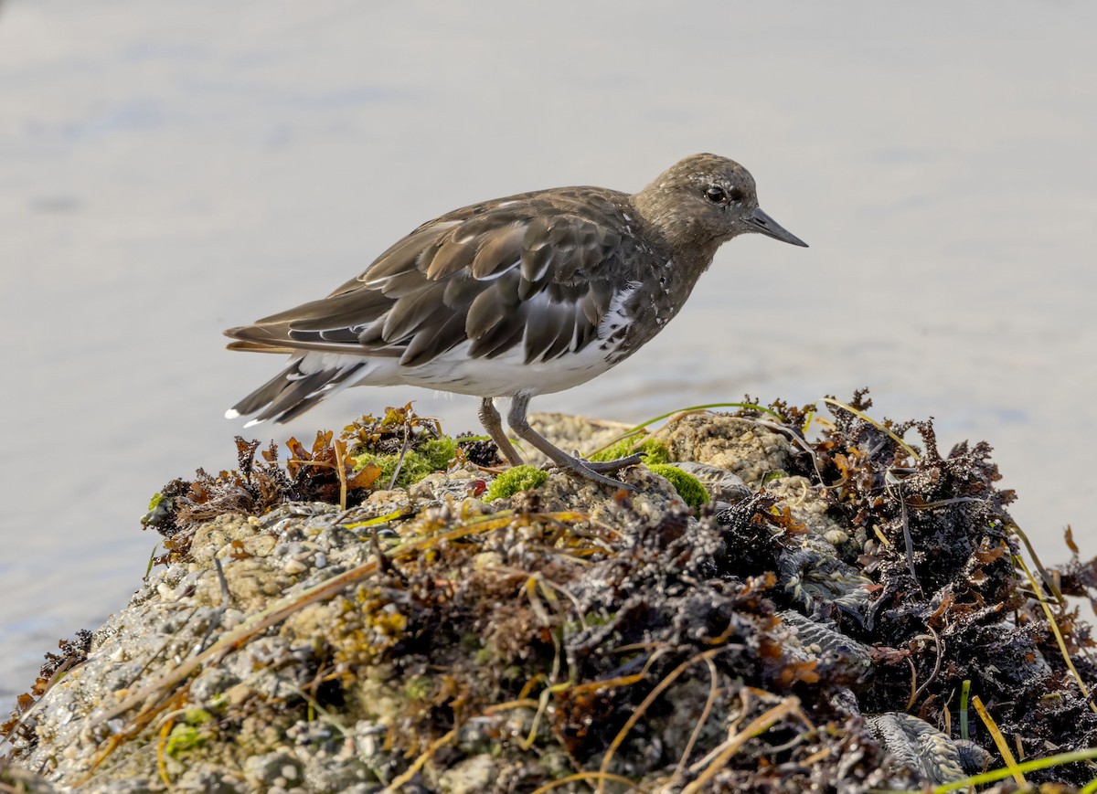 Black Turnstone - ML643110553