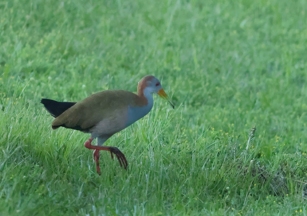 Giant Wood-Rail - ML643110554