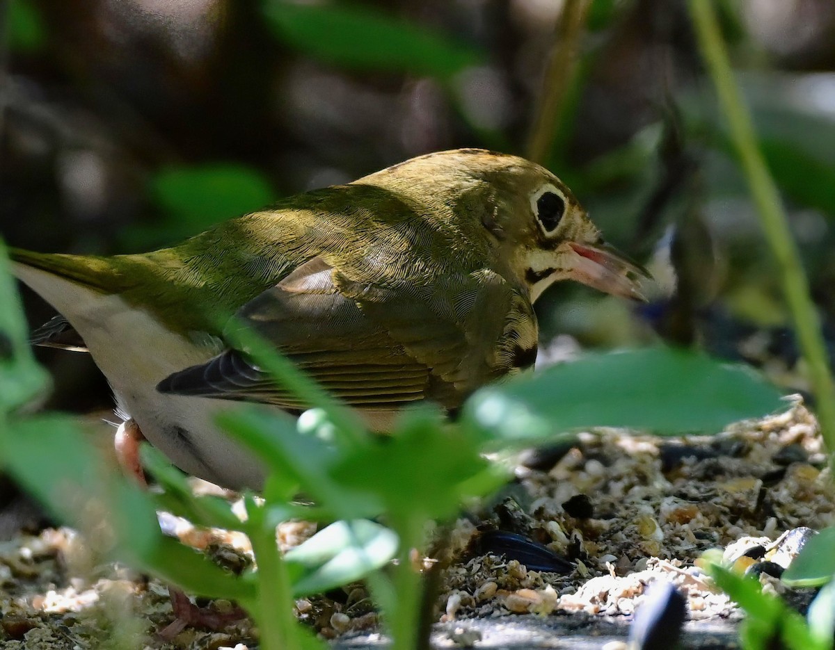 Ovenbird - ML643110556