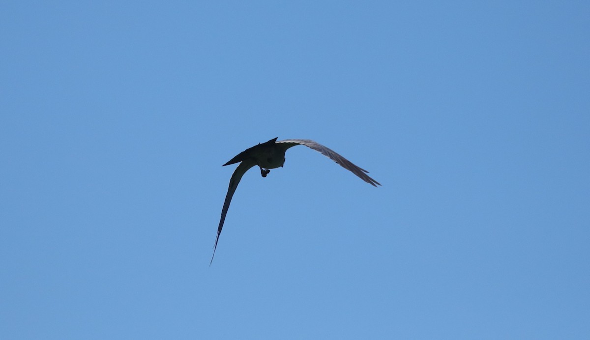 Mississippi Kite - ML643110557