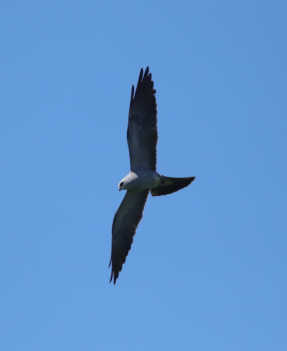 Mississippi Kite - ML643110558