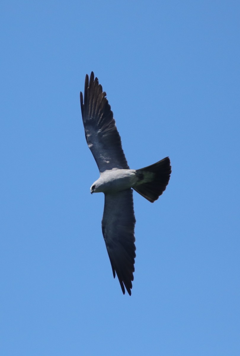 Mississippi Kite - ML643110560