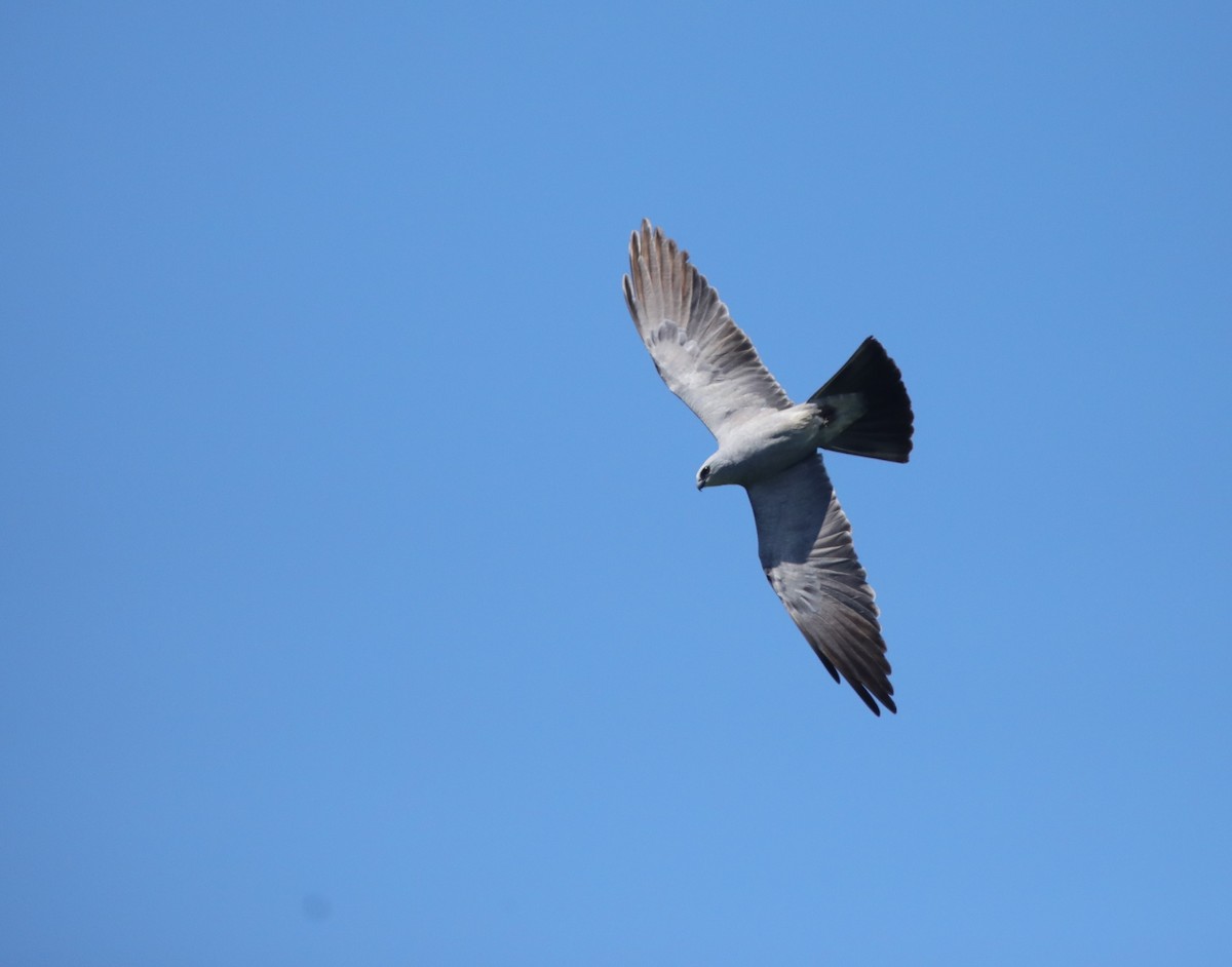 Mississippi Kite - ML643110564