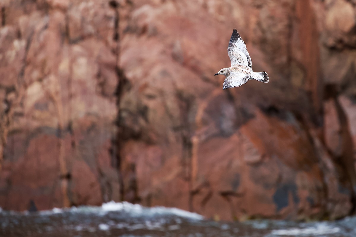 Ring-billed Gull - ML643110565
