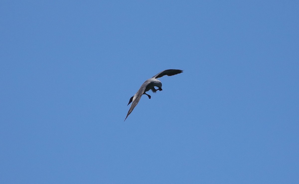 Mississippi Kite - ML643110566