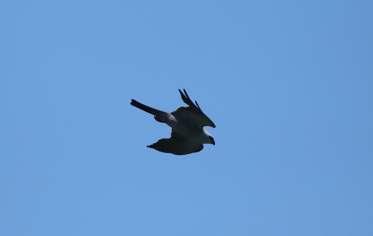 Mississippi Kite - ML643110568