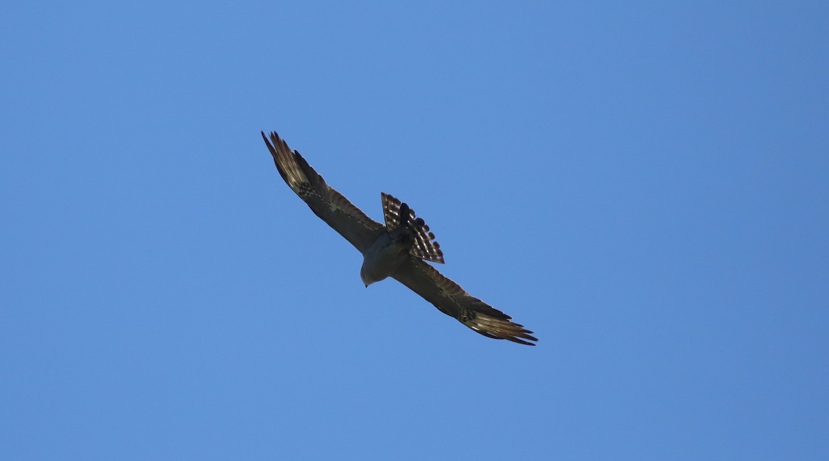 Mississippi Kite - ML643110573
