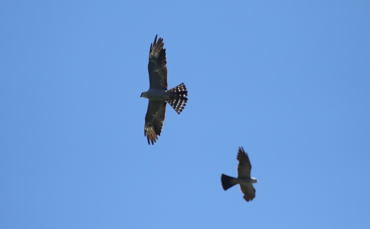 Mississippi Kite - ML643110575