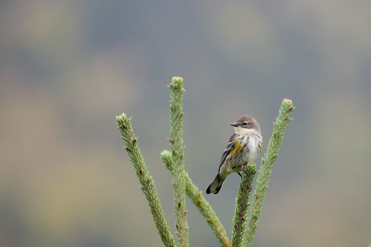 Yellow-rumped Warbler (Myrtle) - ML643110583