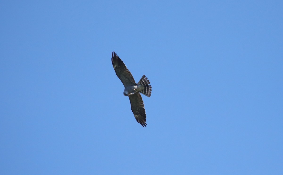 Mississippi Kite - ML643110588