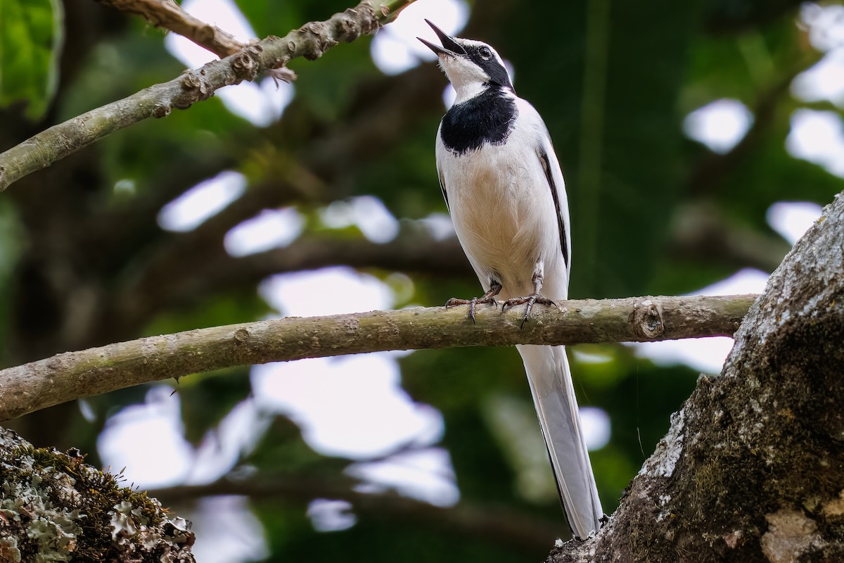 African Pied Wagtail - ML643110596