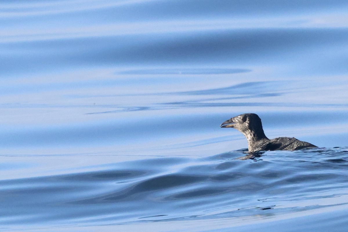 Rhinoceros Auklet - ML643110613