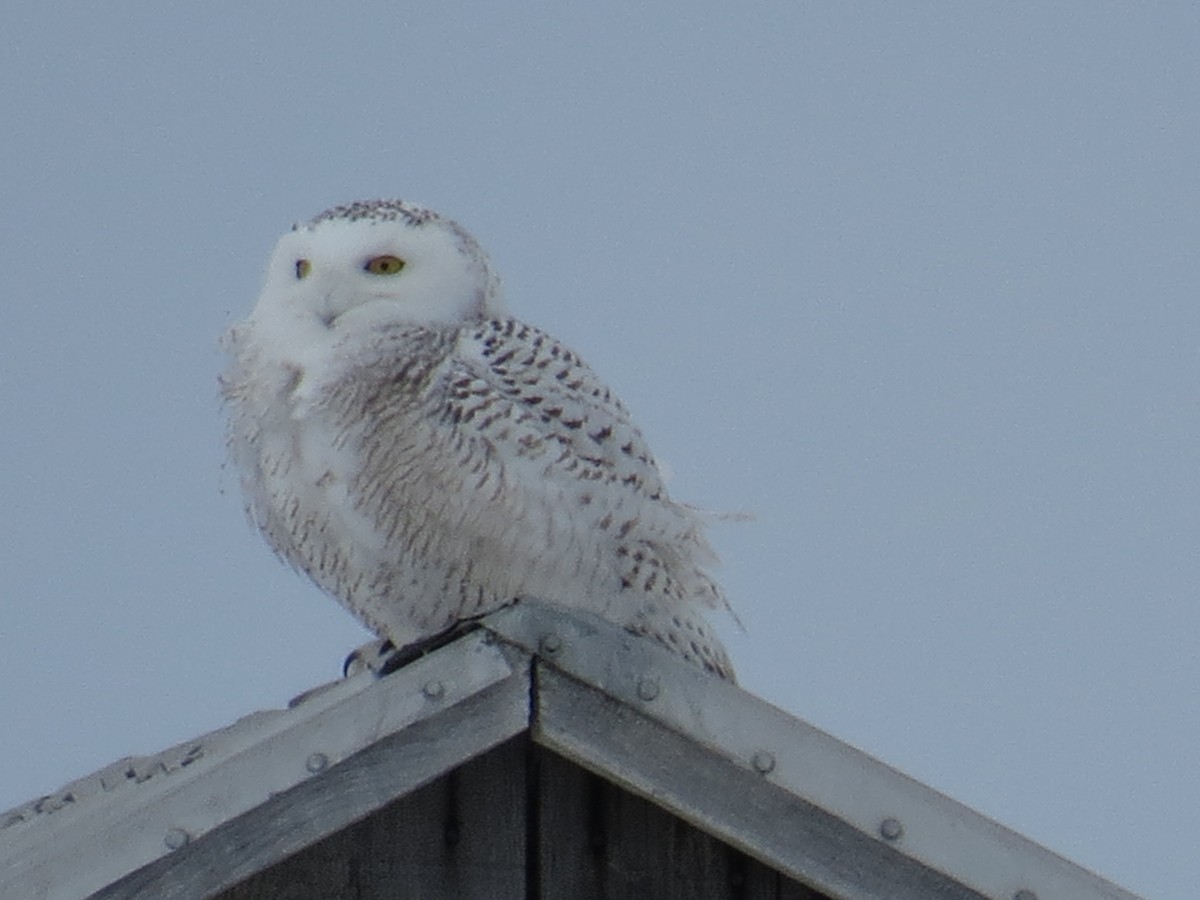 Snowy Owl - ML643110616