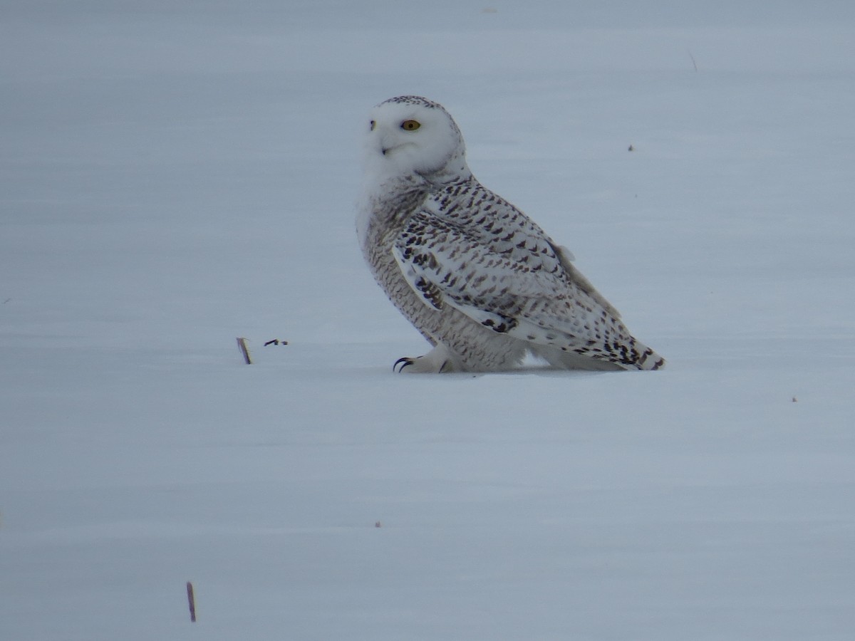 Snowy Owl - ML643110617