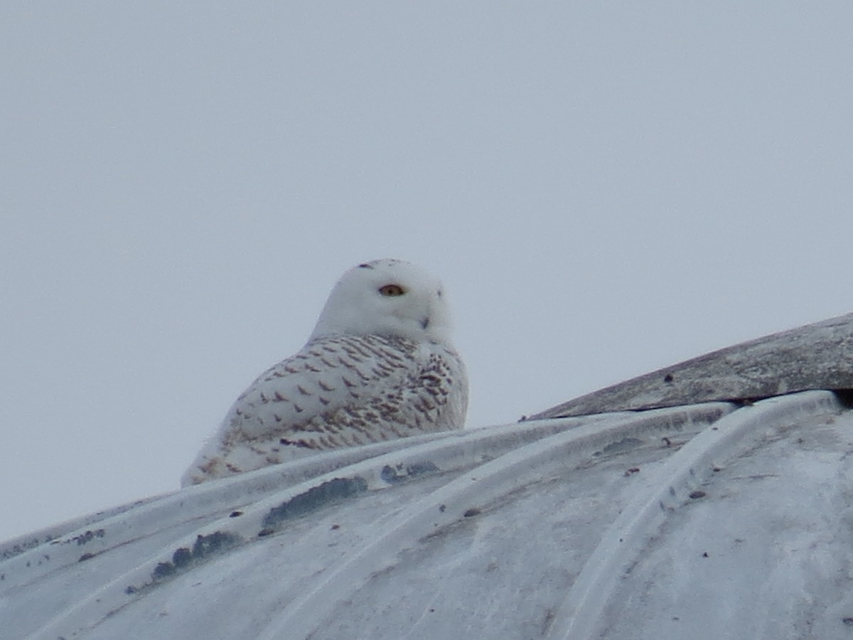 Snowy Owl - ML643110618