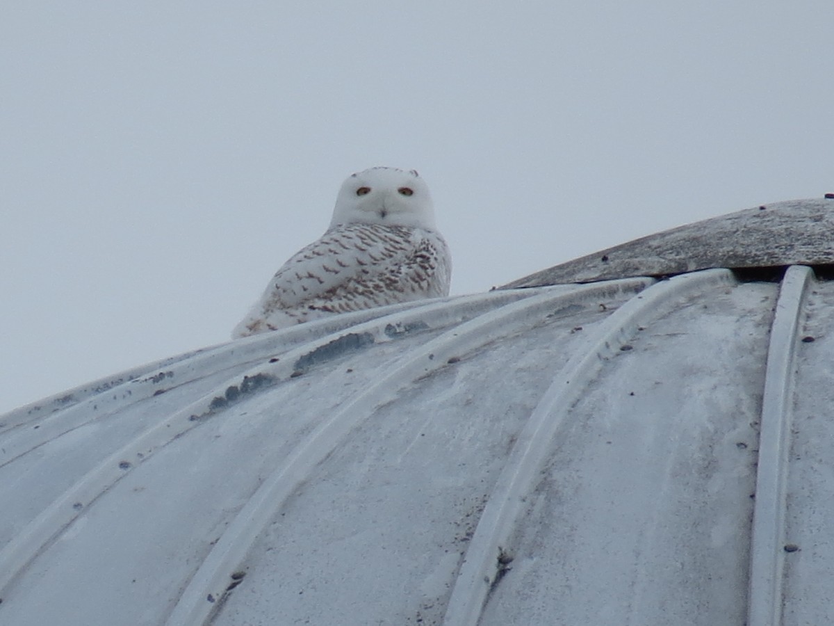 Snowy Owl - ML643110620
