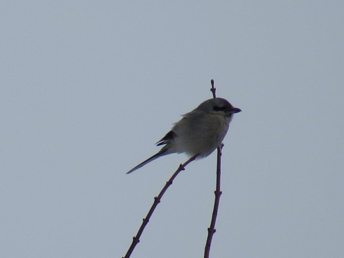 Antzandobi boreala - ML643110631
