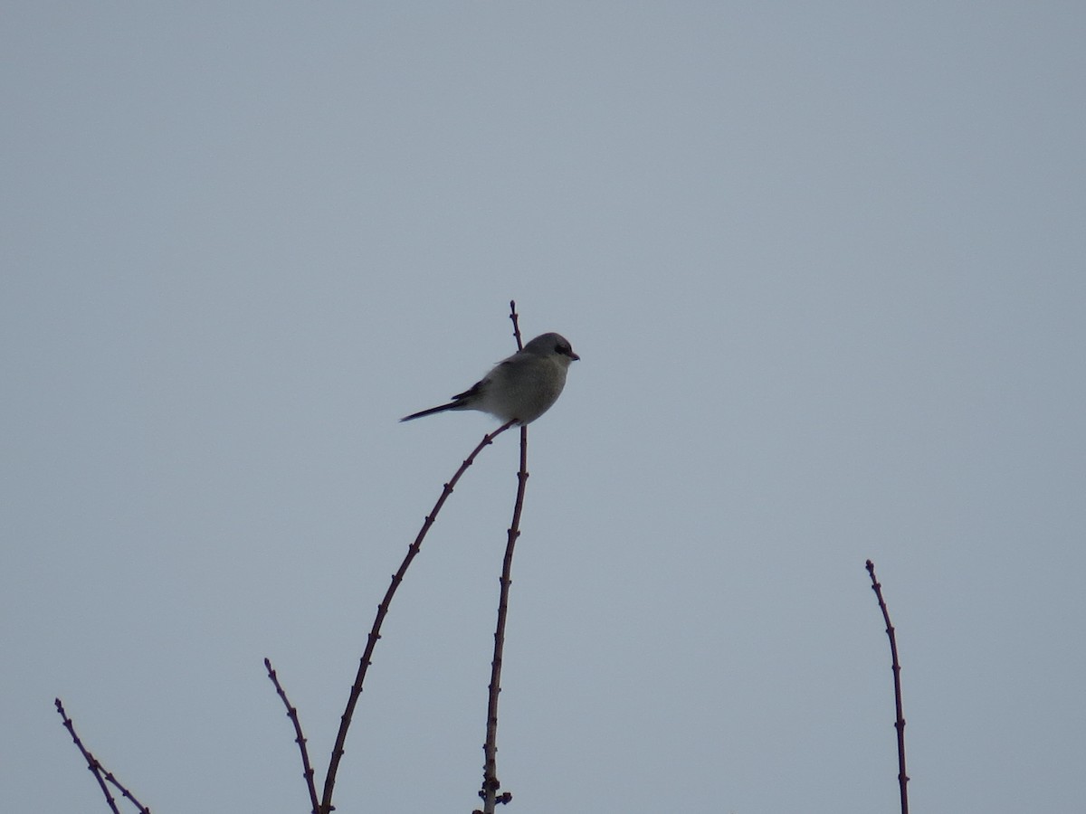 Antzandobi boreala - ML643110632