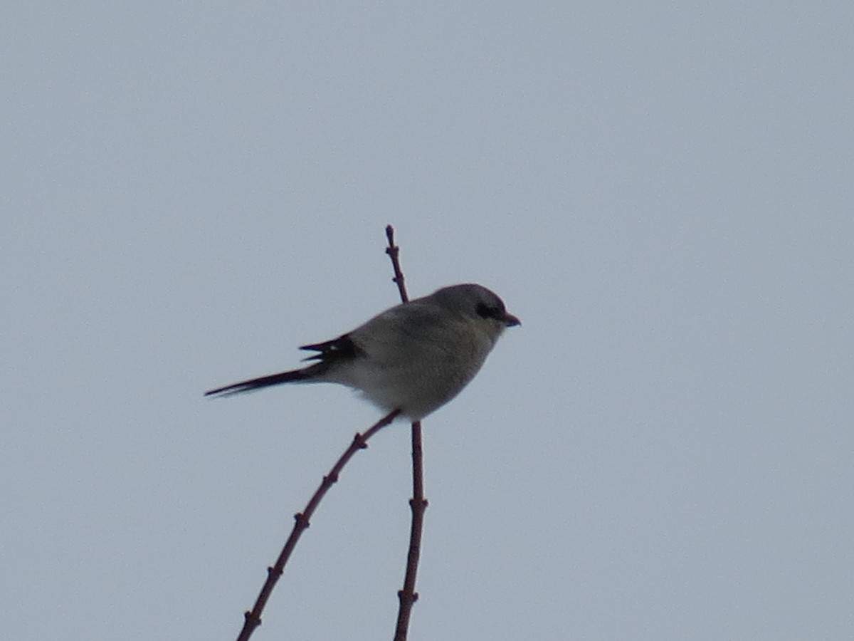 Antzandobi boreala - ML643110633
