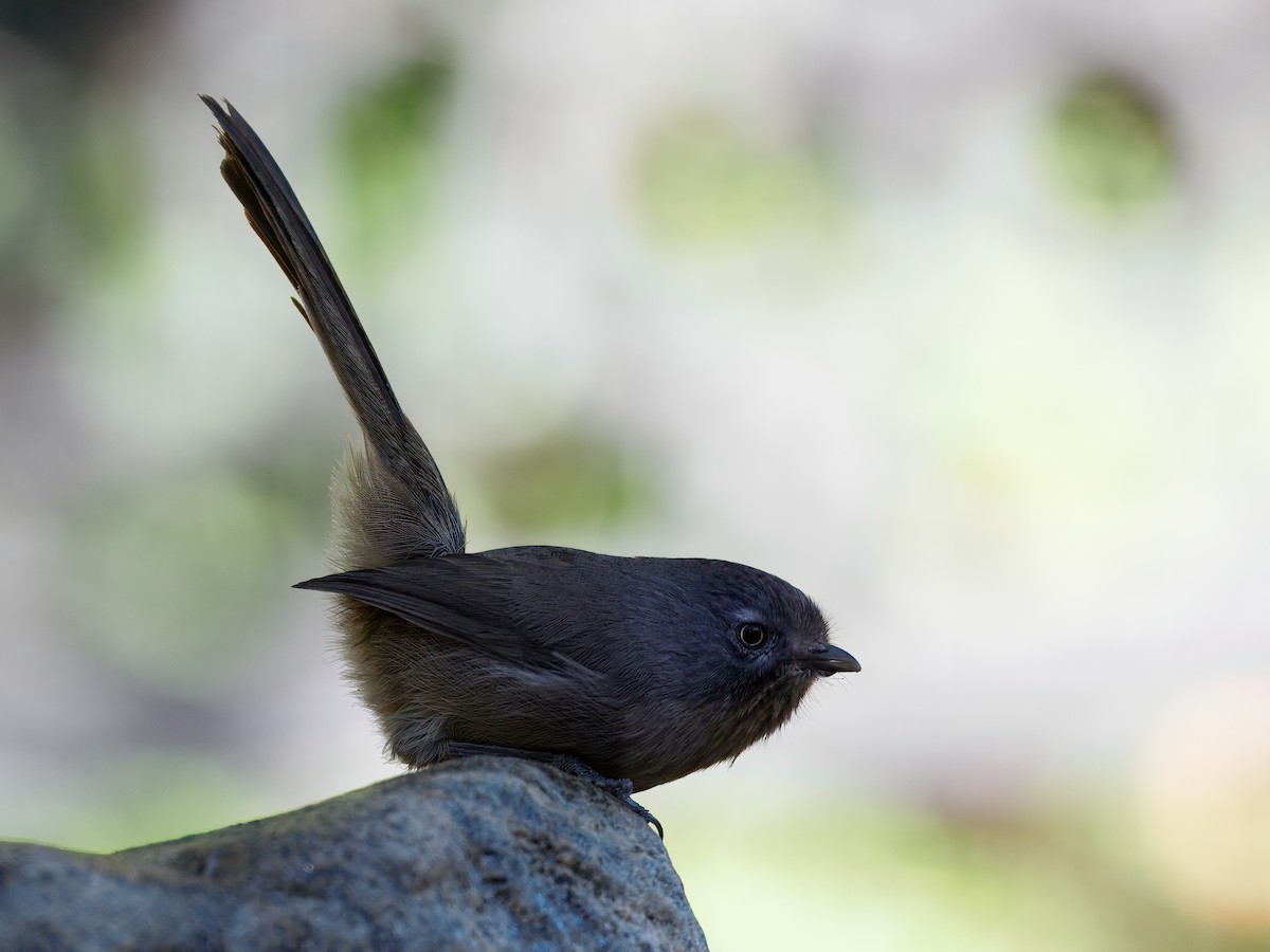 Wrentit - ML643110640