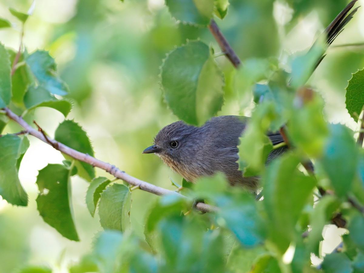 Wrentit - ML643110641