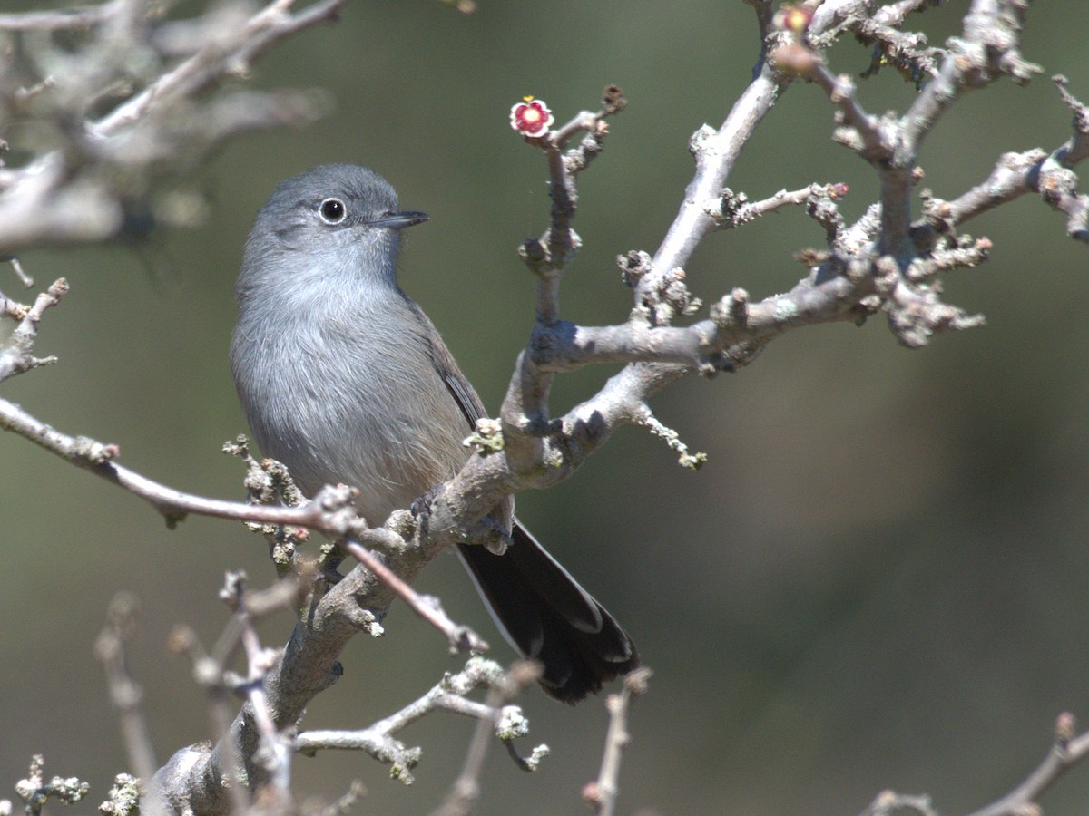 California Gnatcatcher - ML643110651