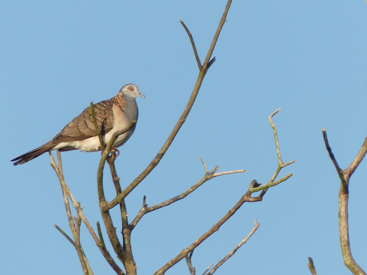 Bar-shouldered Dove - ML643110663