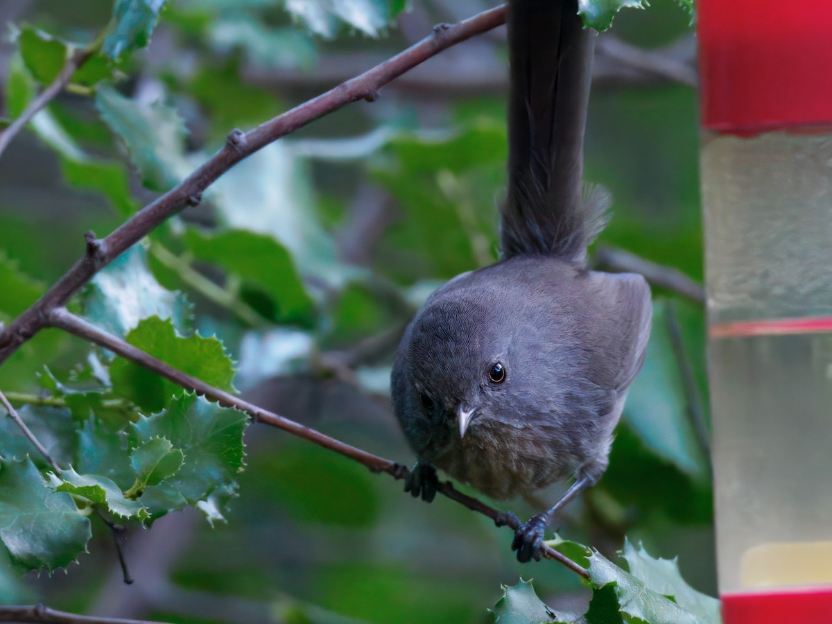 Wrentit - ML643110664