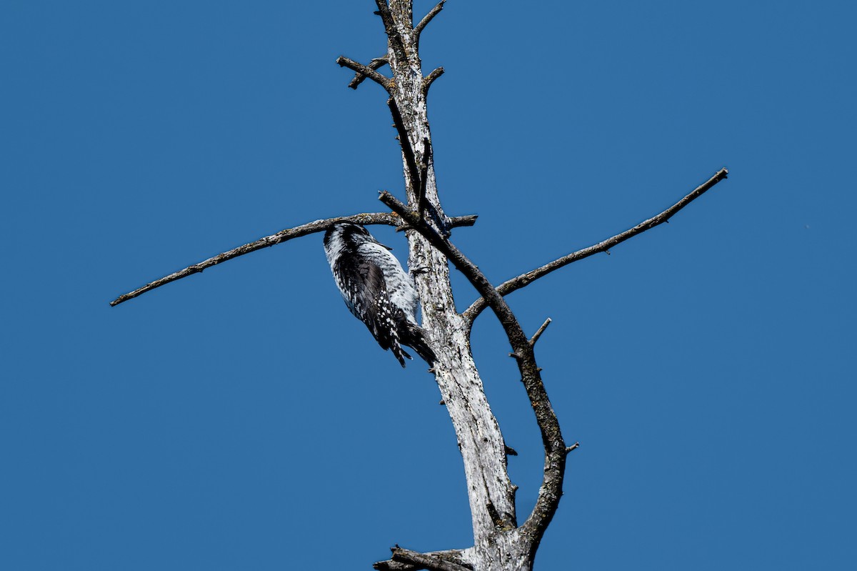 American Three-toed Woodpecker - ML643110670