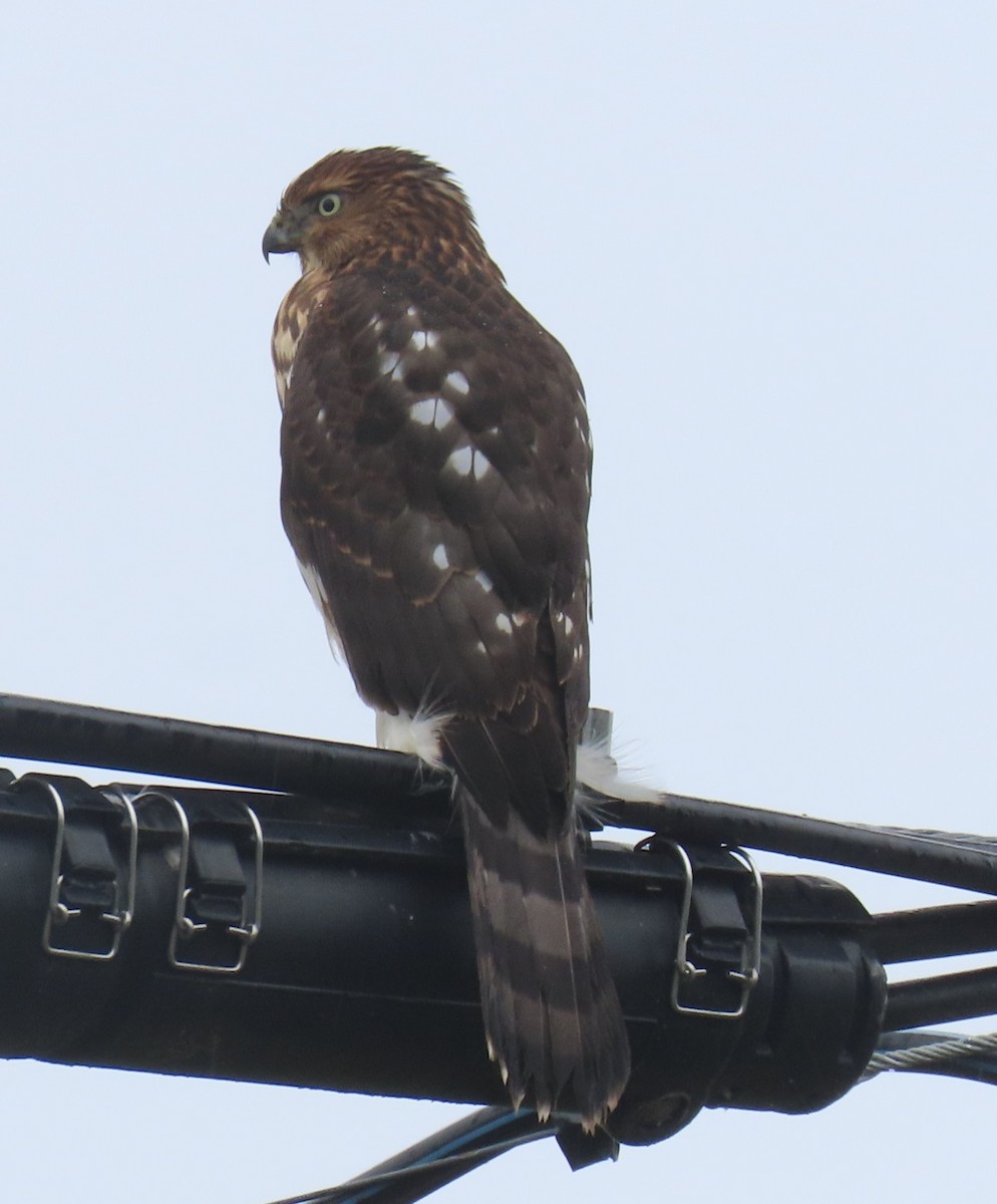 Cooper's Hawk - ML643110672