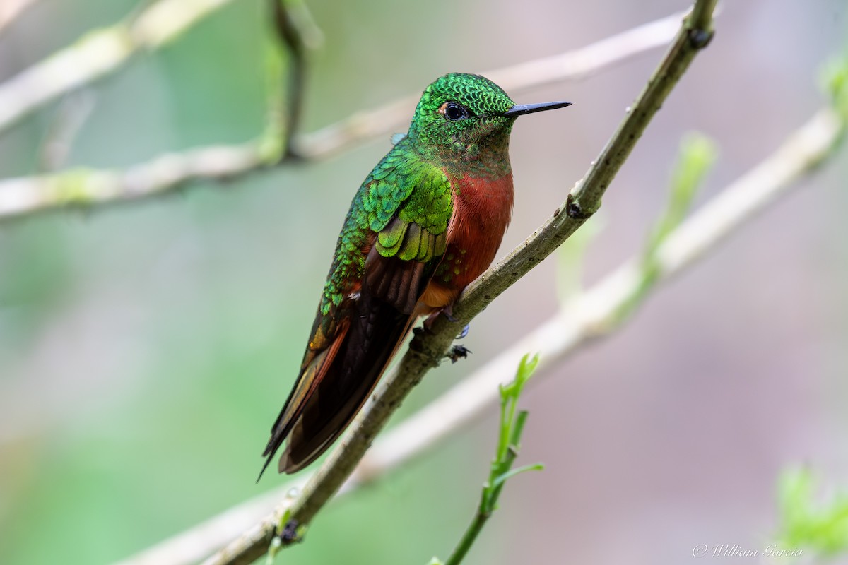 Chestnut-breasted Coronet - ML643110675