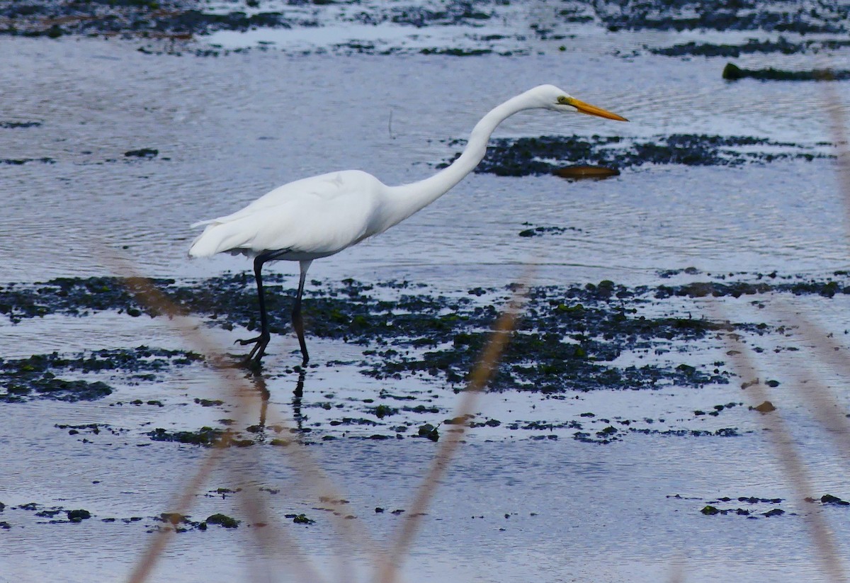 Great Egret - ML643110741