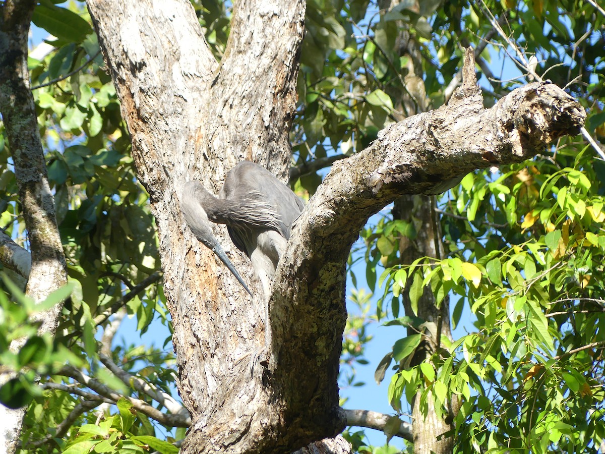 Garza de Sumatra - ML643110782