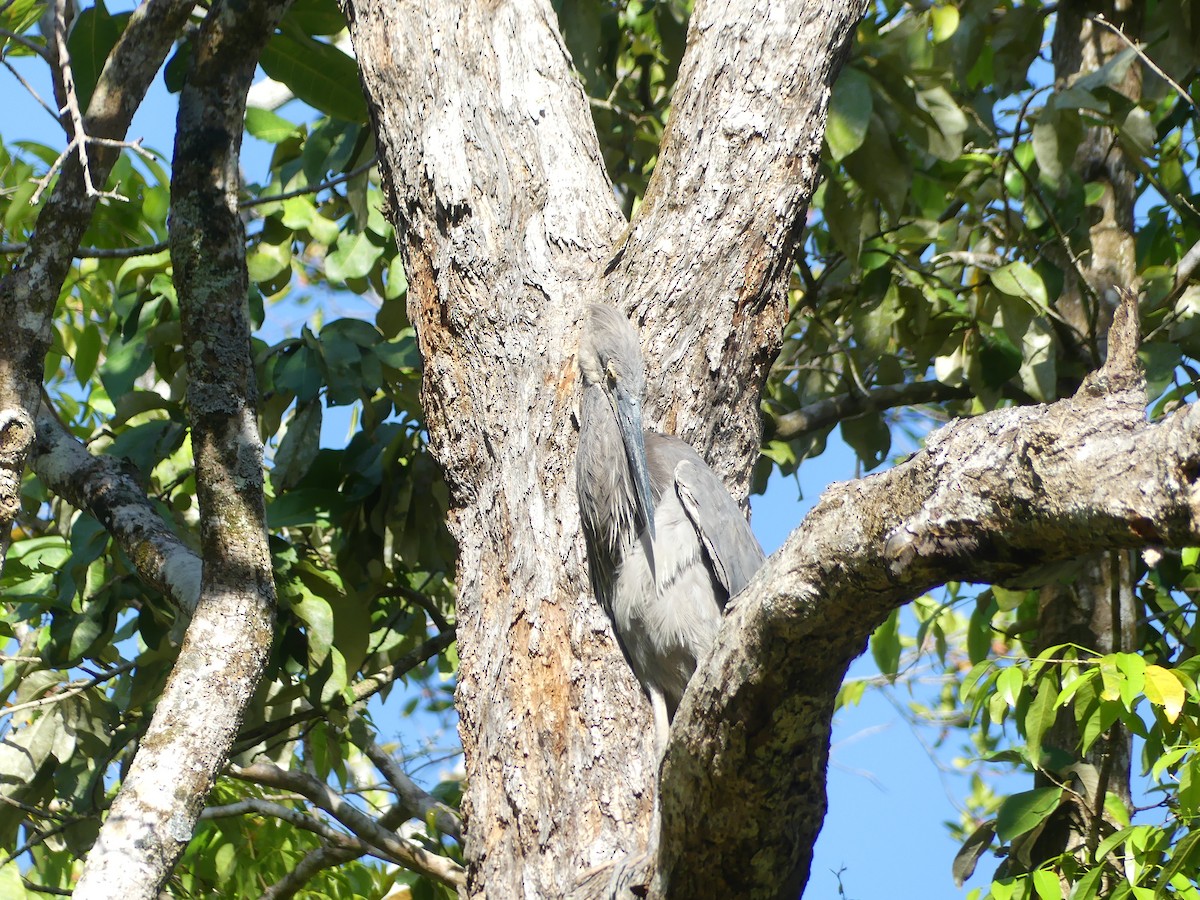 Garza de Sumatra - ML643110784