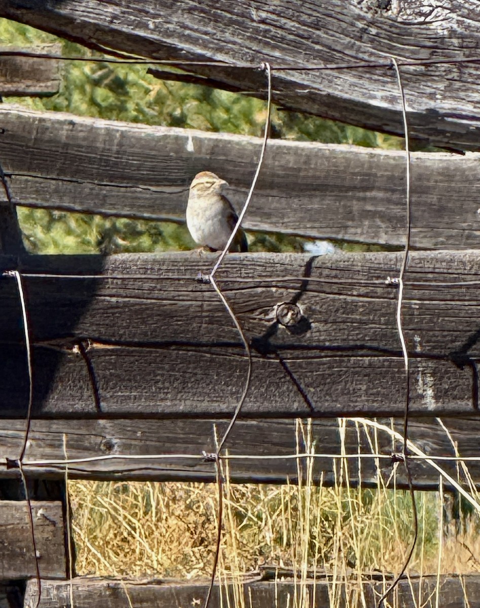 Chipping Sparrow - ML643110792