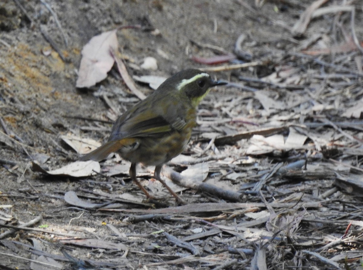 Yellow-throated Scrubwren - ML643110813
