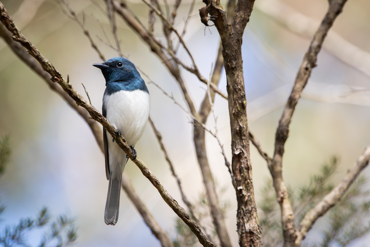 Leaden Flycatcher - ML643110834