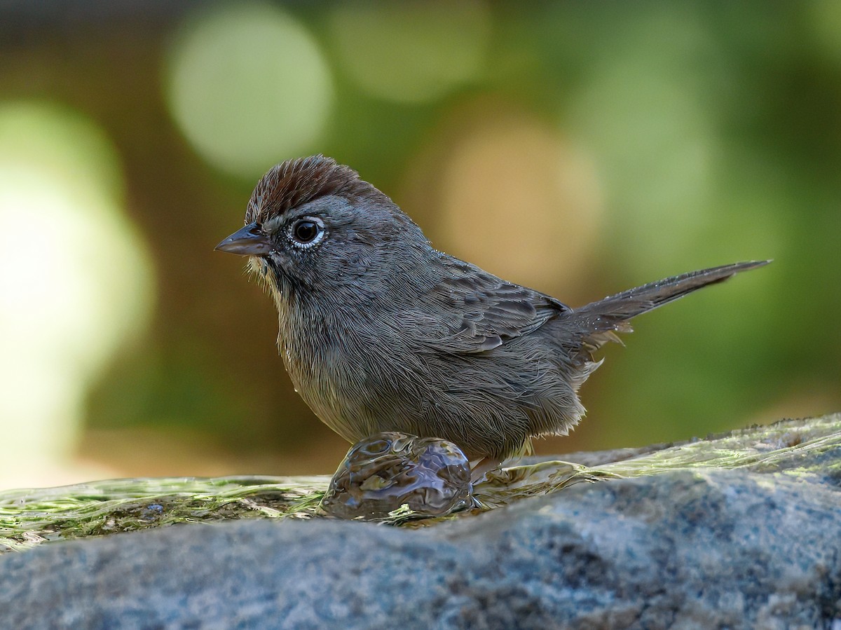 Rufous-crowned Sparrow - ML643110855