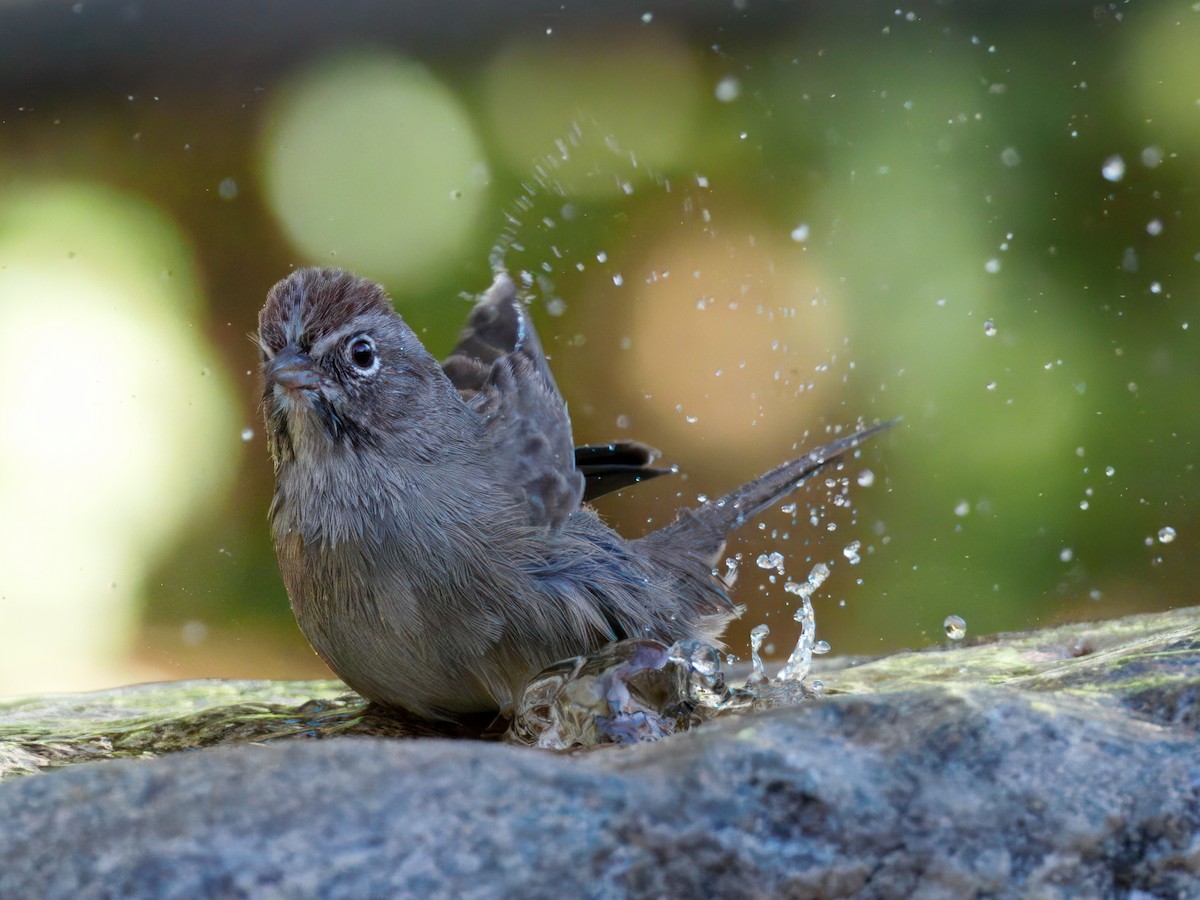 Rufous-crowned Sparrow - ML643110856