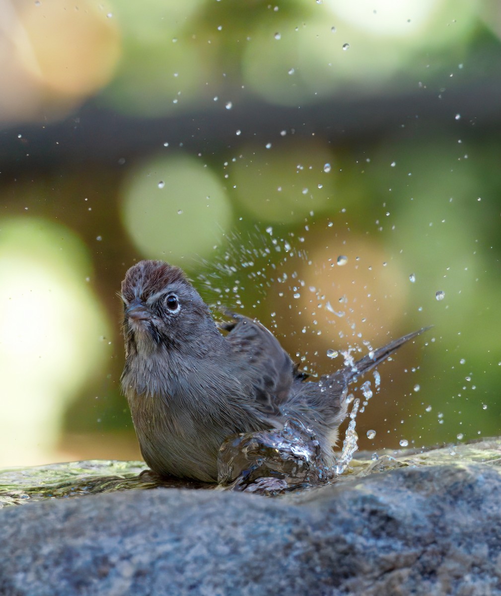 Rufous-crowned Sparrow - ML643110857