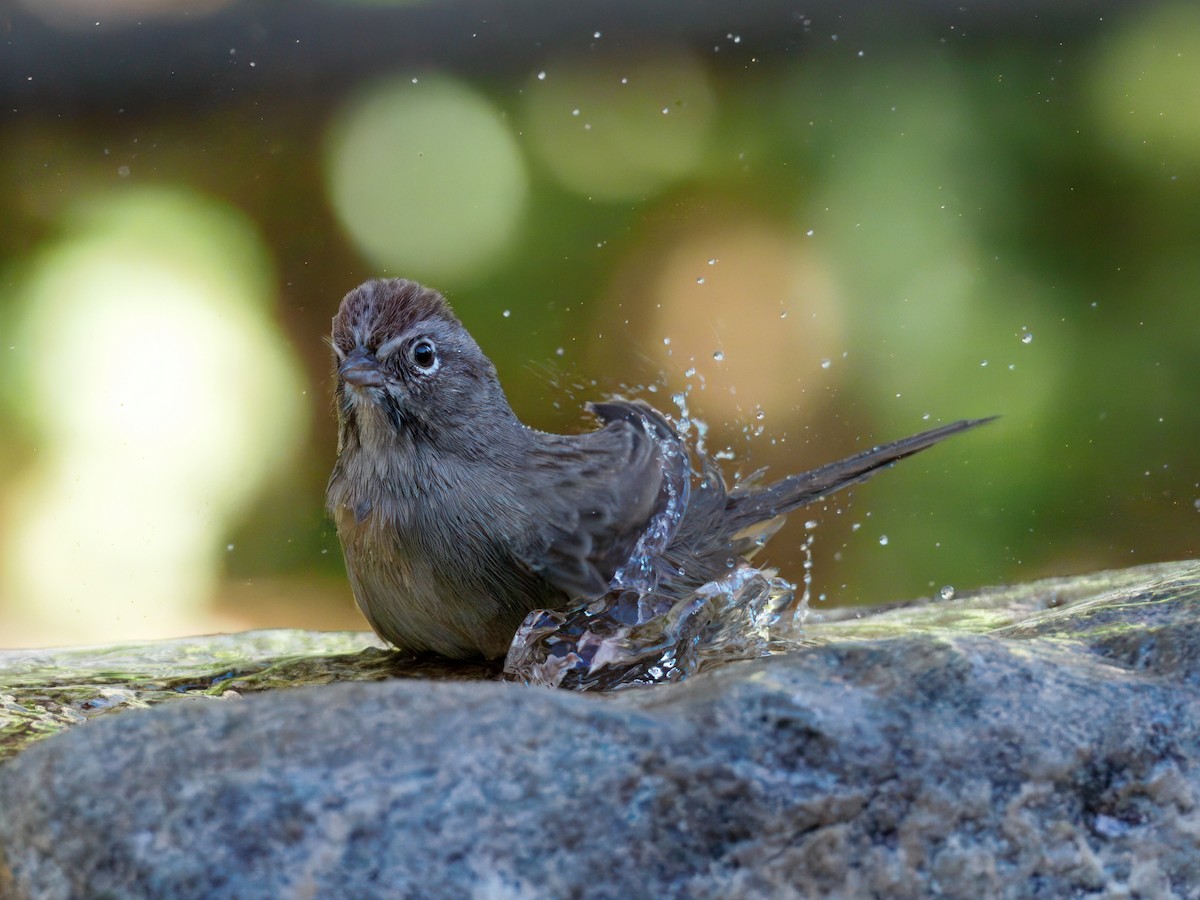 Rufous-crowned Sparrow - ML643110858