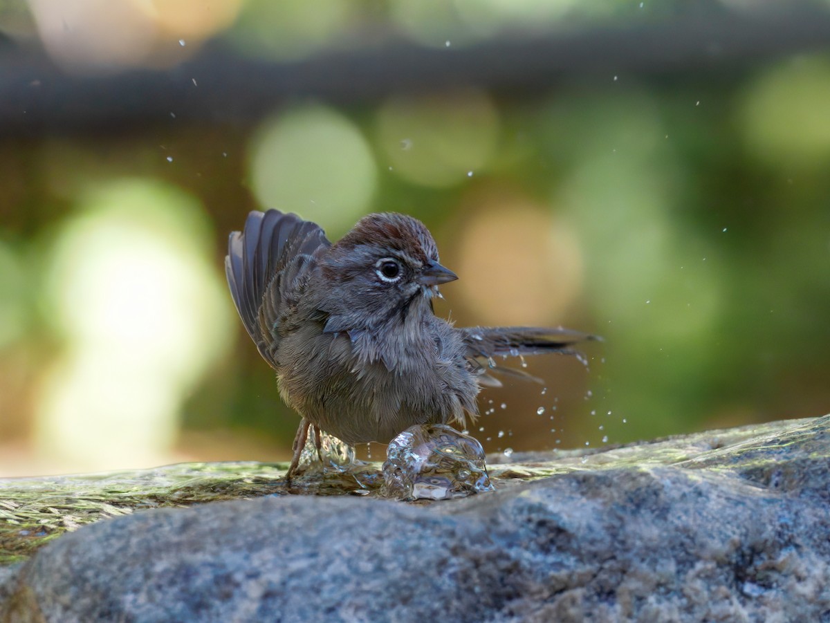 Rufous-crowned Sparrow - ML643110859