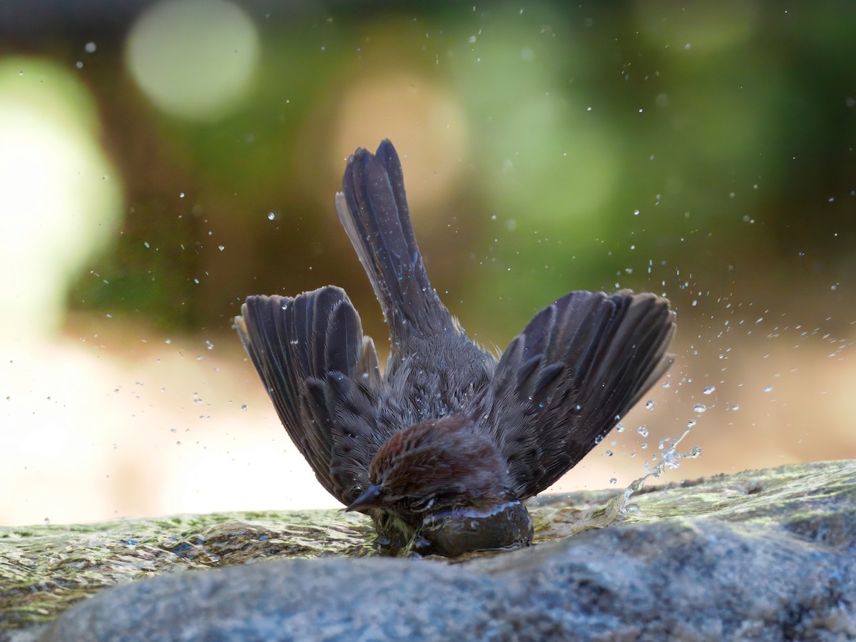 Rufous-crowned Sparrow - ML643110860