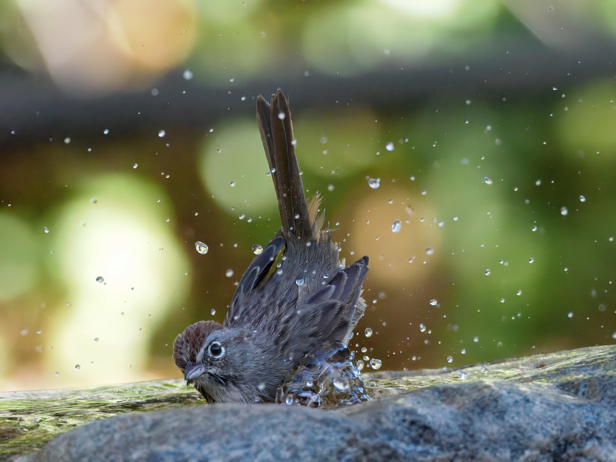 Rufous-crowned Sparrow - ML643110862