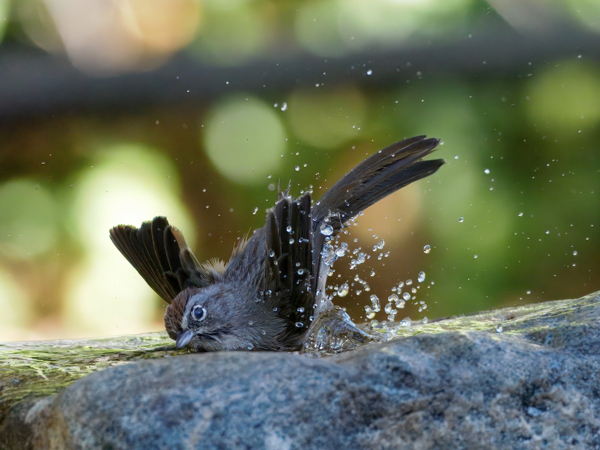Rufous-crowned Sparrow - ML643110866