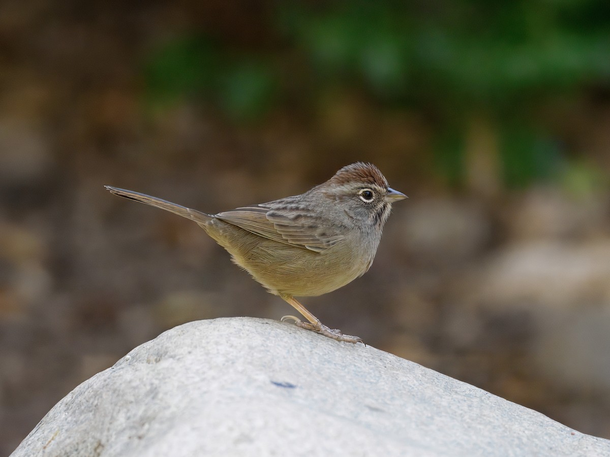Rufous-crowned Sparrow - ML643110867