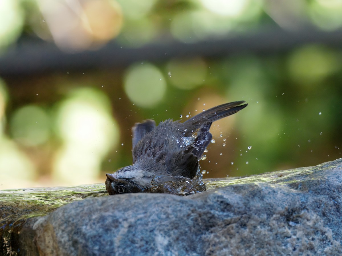 Rufous-crowned Sparrow - ML643110870