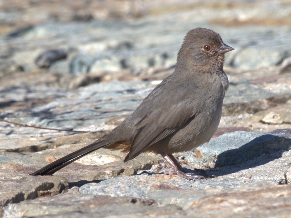 California Towhee - ML643110880